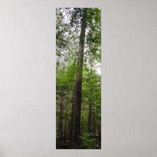 TALL TREE in Forest Art Poster