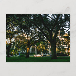 Tall Trees in Downtown Charleston, South Carolina Postkarte