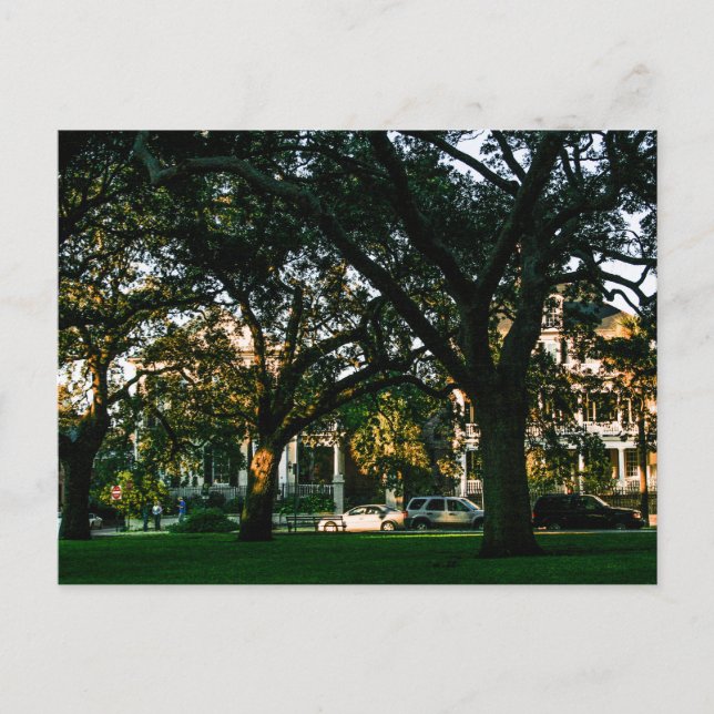 Tall Trees in Downtown Charleston, South Carolina Postkarte (Vorderseite)