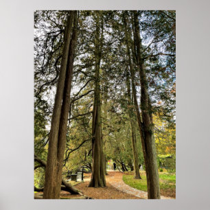 Tall Trees Poster