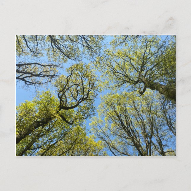 Tall Trees Postkarte (Vorderseite)
