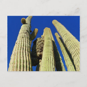 Tallest Crested Saguaro Postkarte