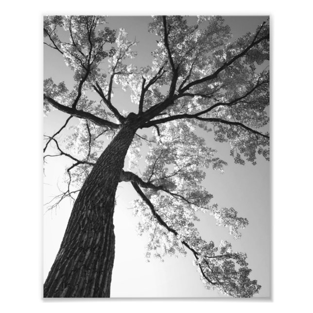 Tallest Tree Foto Print (Vorne)