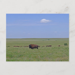 Tallgrass Prairie National Preserve - Kansas Postkarte