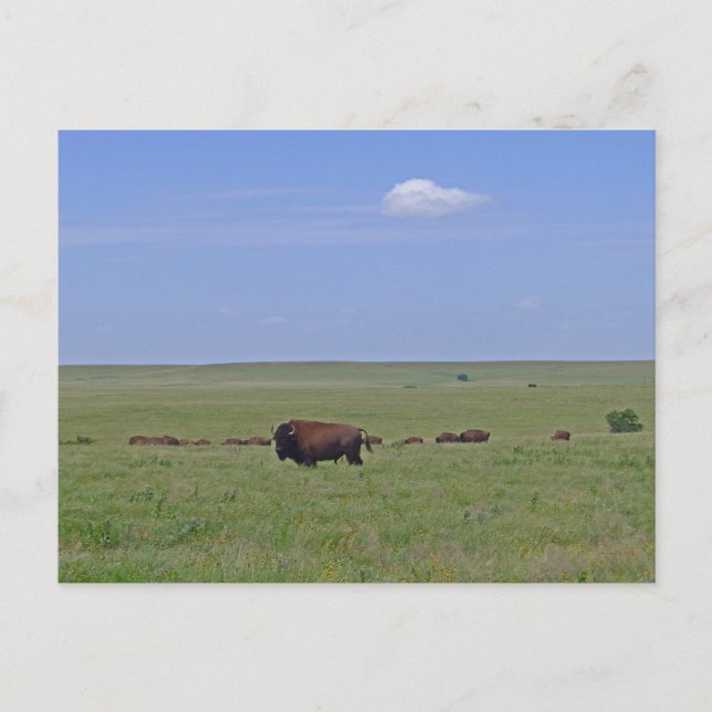 Tallgrass Prairie National Preserve - Kansas Postkarte (Vorderseite)