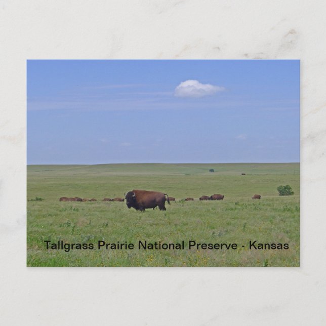 Tallgrass Prairie National Preserve - Kansas Postkarte (Vorderseite)