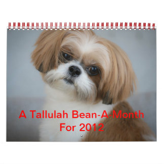 Tallulah Bean Calendar Niedlich Shih Tzu Kalender