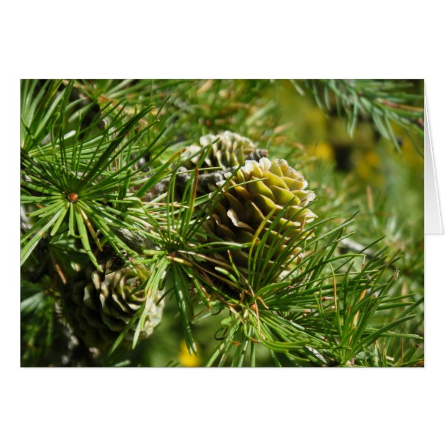 "Tamarack Cone" (Vorderseite (Horizontal))