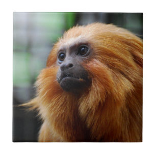 Tamarin-Affe Fliese