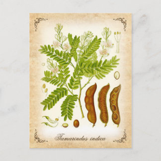 Tamarind - Vintage Abbildung Postkarte
