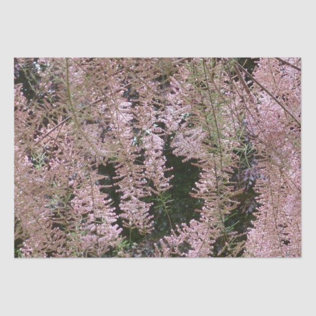 Tamarisk Blossom Tissue Paper Seidenpapier (Vorderseite)