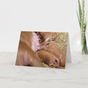 Tamworth-Piglet-Fotografie saugen - Leere Karten