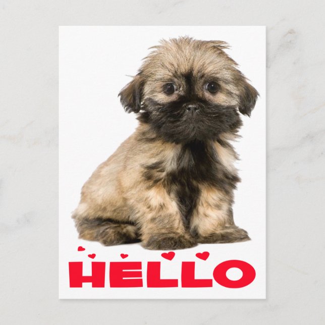 Tan & Black Shih Tzu Puppy Dog Red Hallo Herzen Postkarte (Vorderseite)