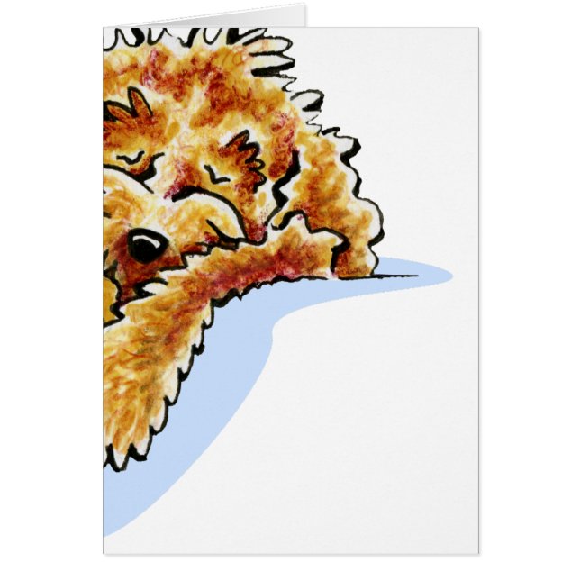 Tan Cockapoo Dream (Vorne)