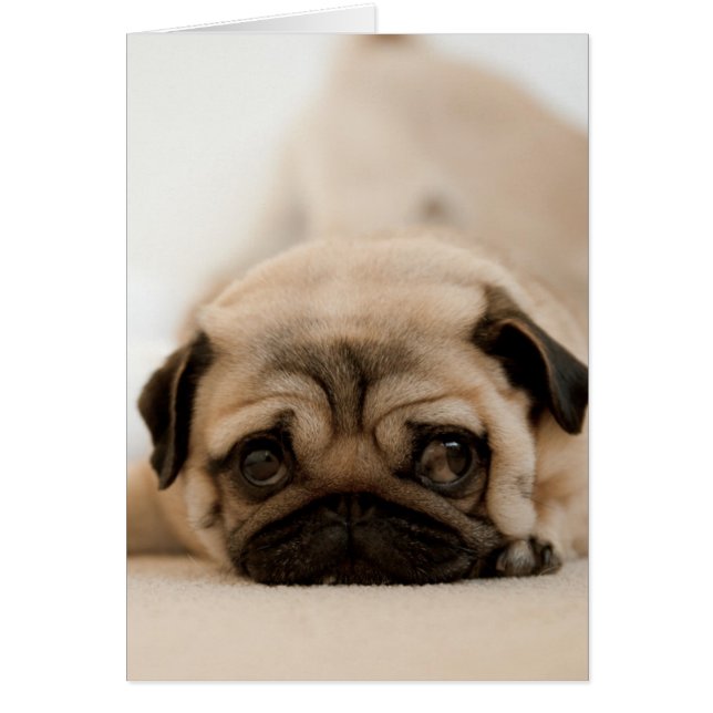 Tan Female Mops (Vorne)