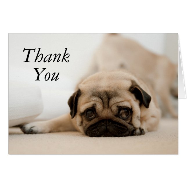 Tan Female Mops (Vorderseite (Horizontal))