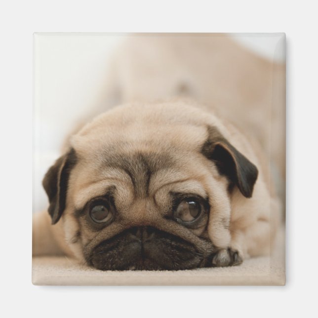 Tan Female Mops Magnet (Vorne)