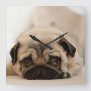 Tan Female Pug Quadratische Wanduhr