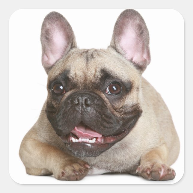 Tan French Bulldog Brown / Black Puppy Dog Quadratischer Aufkleber (Vorderseite)