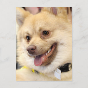 Tan German Spitz Dog Breed Postcards Postkarte