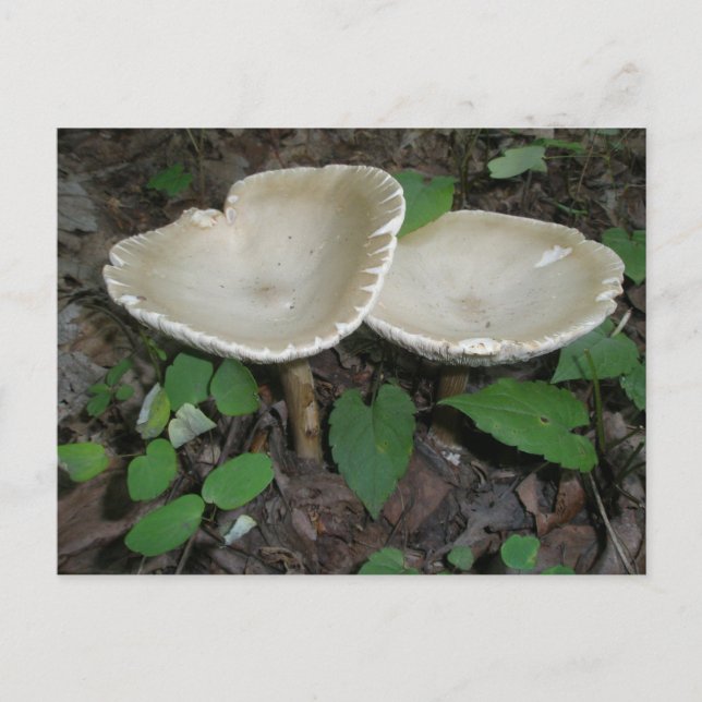 Tan Mushroom Postcard Postkarte (Vorderseite)