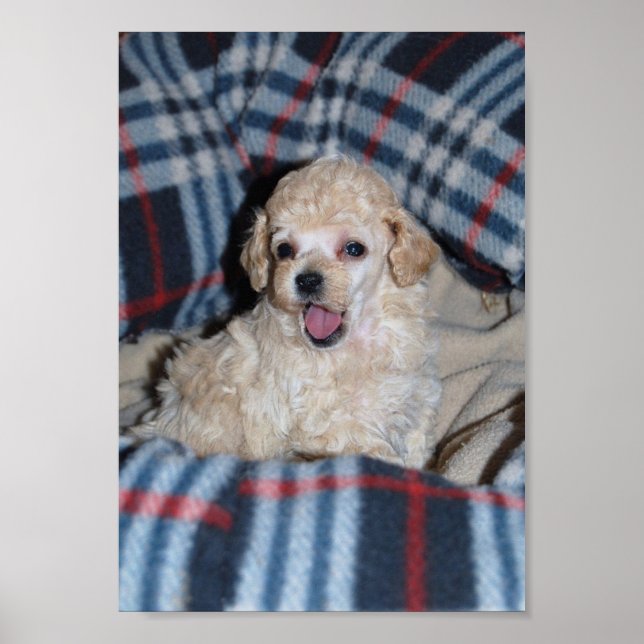 Tan Toy Poodle Puppy Poster (Vorne)