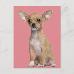 Tan und White Chihuahua Postkarte