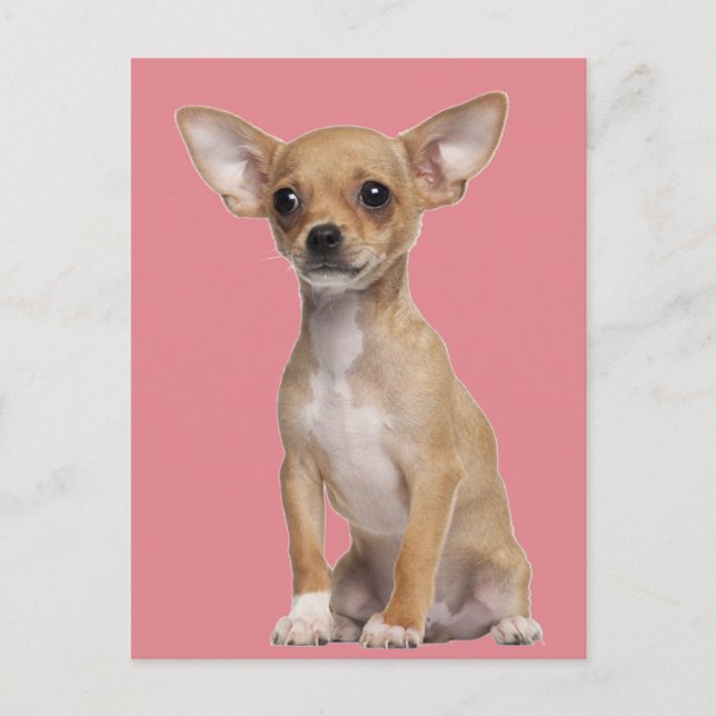 Tan und White Chihuahua Postkarte (Vorderseite)