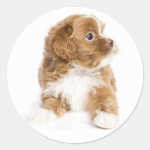 Tan & White Havanese Puppy Docker Runder Aufkleber