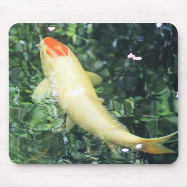Tancho Koi Füttern Mousepad (Vorne)