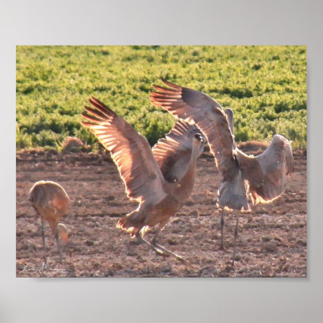 Tancing Sandhills Cranes Poster (Vorne)
