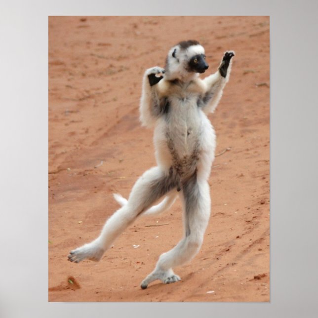 Tancing Sifaka Lemur Poster (Vorne)