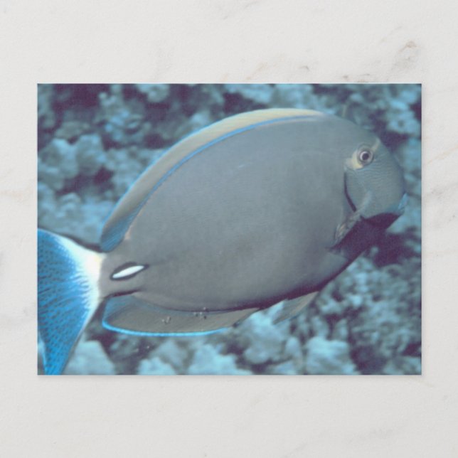 Tang Fish Postkarte (Vorderseite)