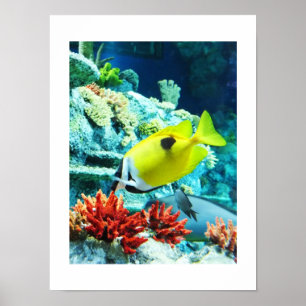 Tang tropische Fische Poster