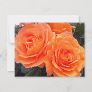 Tangerine-Rosen, Grußkarte