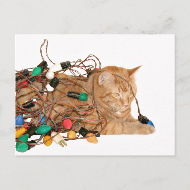 Tangled Christmas kitty Feiertagspostkarte (Vorderseite)