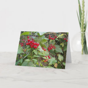 "Tangled Vine" erhält Well Card Karte