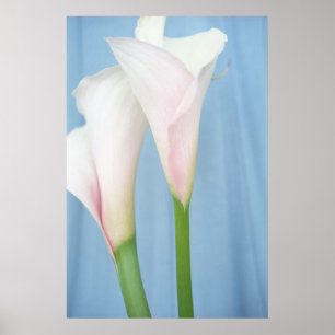 Tango White Calla Lilien Foto Poster Kunst Druck