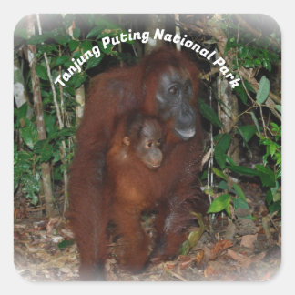 Tanjung Puting Nationalpark Quadratischer Aufkleber