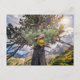 Tannenhäher auf Stein-Kiefer sucht Zapfen Postkarte