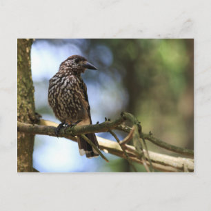 Tannenhäher Postkarte