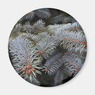 Tannenknospen Magnet