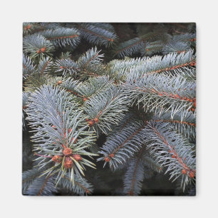 Tannenknospen Magnet