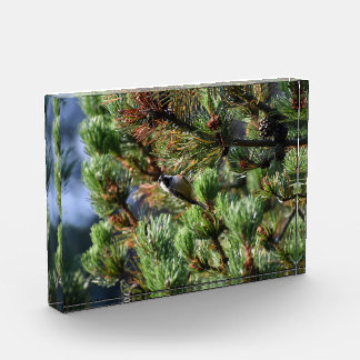Tannenmeise fotoblock