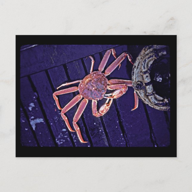 Tanner Crab Postkarte (Vorderseite)