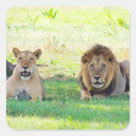 Tansania Lions Safari auf Display Stickers