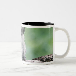 Tansania, Ngorogoro-Krater. Nahaufnahme von wild Zweifarbige Tasse