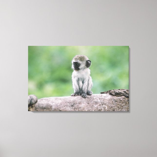 Tansania, Ngorogoro-Krater. Naher Wildbestand Leinwanddruck (Vorderseite)