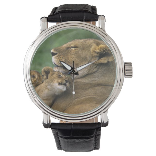 Tansania, Ngorongoro-Krater. Afrikanische Löwenmut Armbanduhr (Vorderseite)