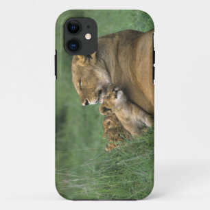 Tansania, Ngorongoro-Krater. Afrikanische Löwenmut iPhone 11 Hülle